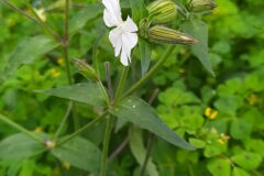 Silene latifolia_Merce Vallicrosa CC BY-NC