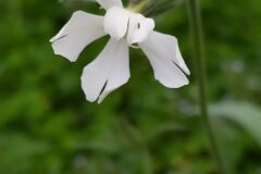 Silene latifolia_Merce Vallicrosa CC BY-NC