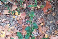 Silene latifolia_Merce Vallicrosa CC BY-NC