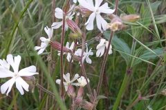 Silene latifolia_Neus Julia CC BY-SA