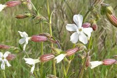 Silene latifolia_Neus Julia 