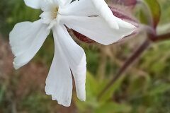Silene latifolia_Neus Julia 