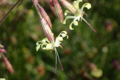 Silene nutans nutans_Joanjo Garcia CC BY-NC