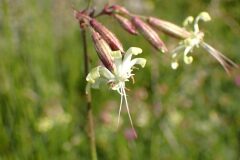 Silene nutans nutans_Joanjo Garcia CC BY-NC