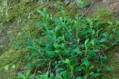 Silene nutans nutans_Joaquim Reberte