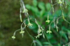 Silene nutans nutans_Joaquim Reberte