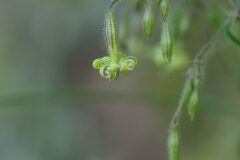 Silene nutans nutans_Joaquim Reberte