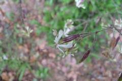 Silene nutans nutans_Jordi Puyuelo