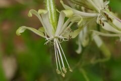 Silene nutans nutans_Merce Vallicrosa CC BY-NC