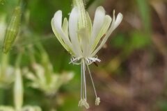 Silene nutans nutans_Merce Vallicrosa CC BY-NC
