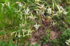Silene nutans nutans_Merce Vallicrosa CC BY-NC