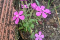 Silene pseudoatocion_Katarzyna Zarnowiec CC BY-SA