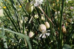 Silene vulgaris vulgaris_Jaume Marti CC BY-NC