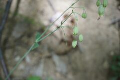 Silene vulgaris vulgaris_Joan Garcia CC BY-NC