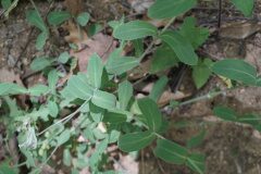 Silene vulgaris vulgaris_Joan Garcia CC BY-NC
