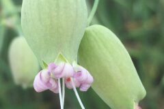 Silene vulgaris vulgaris_Joanjo Garcia CC BY-NC