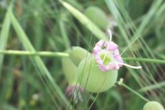 Silene vulgaris vulgaris_Joanjo Garcia CC BY-NC