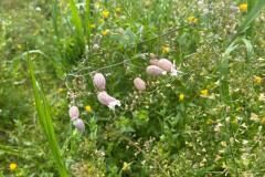 Silene vulgaris vulgaris_Jordi Bassi