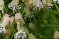 Silene vulgaris vulgaris_Merce Vallicrosa CC BY-NC