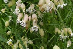 Silene vulgaris vulgaris_Merce Vallicrosa CC BY-NC