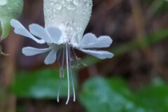 Silene vulgaris vulgaris_Merce Vallicrosa CC BY-NC