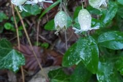 Silene vulgaris vulgaris_Merce Vallicrosa CC BY-NC
