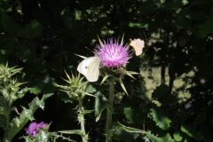 Silybum marianum_Angels Delgado