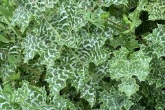 Silybum marianum_Begona Travy CC BY-NC