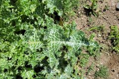 Silybum marianum_Jordi Bassols CC BY-NC SA