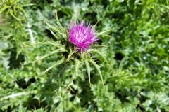 Silybum marianum_Jordi Bassols CC BY-NC SA