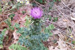 Silybum marianum_Merce Vallicrosa CC BY-NC