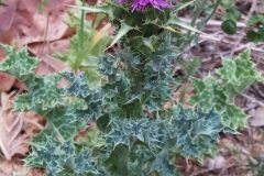 Silybum marianum_Merce Vallicrosa CC BY-NC