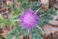 Silybum marianum_Merce Vallicrosa CC BY-NC