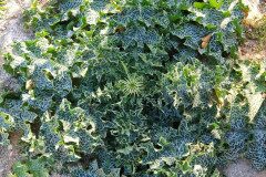 Silybum marianum_Nuria Alsina