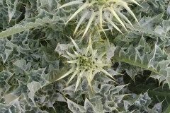 Silybum marianum_Nuria Alsina