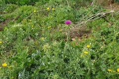 Silybum marianum_Susana Tonera