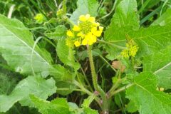 Sinapis arvensis arvensis_Francisco Aguayo CC BY-NC