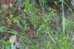 Sison amomum_Merce Vallicrosa CC BY-NC