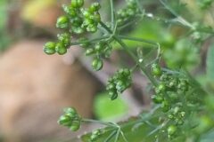 Sison amomum_Merce Vallicrosa CC BY-NC