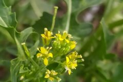 Sisymbrium irio_Merce Vallicrosa CC BY-NC