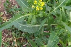 Sisymbrium irio_Merce Vallicrosa CC BY-NC