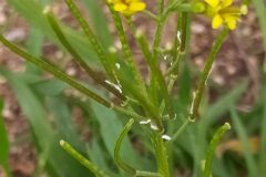 Sisymbrium irio_Merce Vallicrosa CC BY-NC