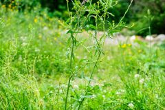 Sisymbrium officinale_Joaquim Reberte
