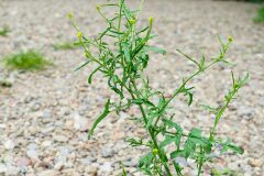 Sisymbrium officinale_Joaquim Reberte