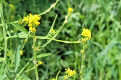 Sisymbrium officinale_Jordi Bassols CC BY-NC SA