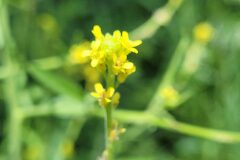 Sisymbrium officinale_Jordi Bassols CC BY-NC SA