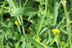 Sisymbrium officinale_Jordi Bassols CC BY-NC SA