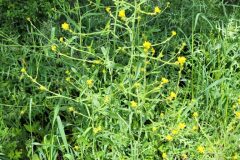 Sisymbrium officinale_Jordi Bassols CC BY-NC SA