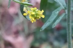 Sisymbrium officinale_Merce Vallicrosa CC BY-NC