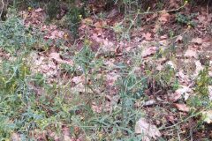 Sisymbrium officinale_Merce Vallicrosa CC BY-NC